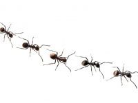 ant long march
