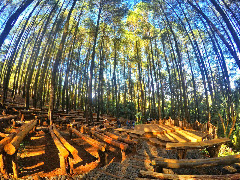 wisata di jogja hutan pinus