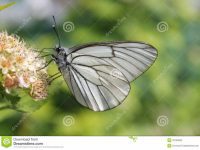 russian-nature-20193952