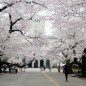 Universitas terbaik di Jepang Tokyo Institute of Technology (Tokodai)