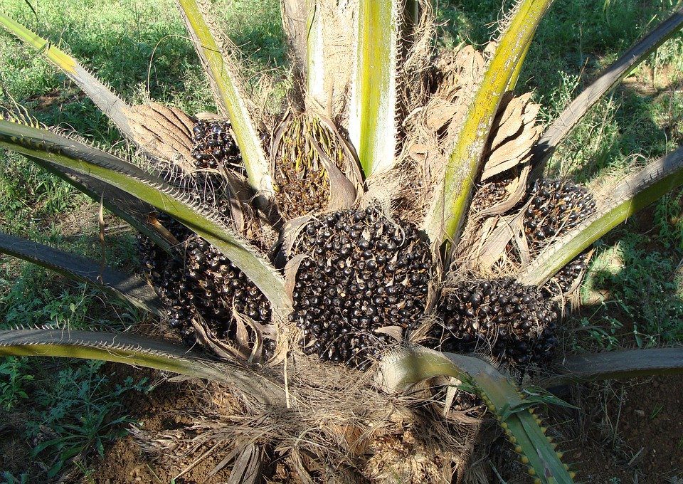 Klasifikasi Kelapa Sawit