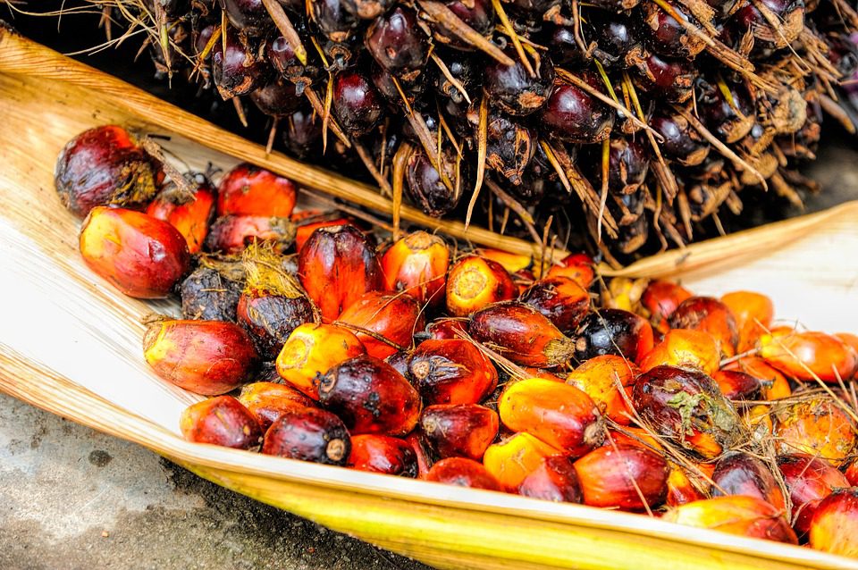 Konsultan Perkebunan Kelapa Sawit