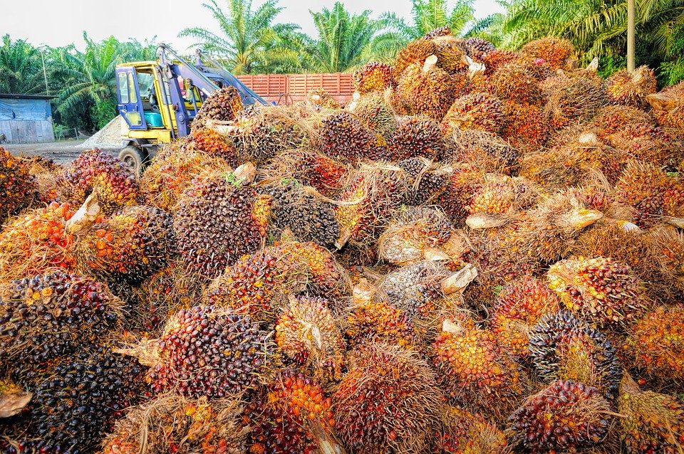 Manfaat Kelapa Sawit