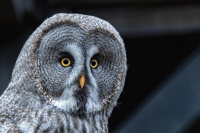 Burung Hantu punya DNA Khusus untuk Berburu di Malam Hari