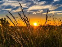 Vitamin D Belum Tentu dapat Melawan Virus Covid-19