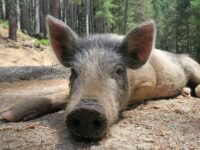 “Babi Ngepet” dan Bagaimana Kecemburuan Sosial Menggerakkan Mitos