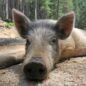 “Babi Ngepet” dan Bagaimana Kecemburuan Sosial Menggerakkan Mitos