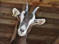 Syarat Kambing Aqiqah