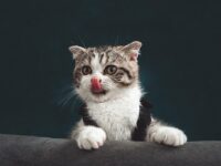 Harga Grooming Kucing di Bandung